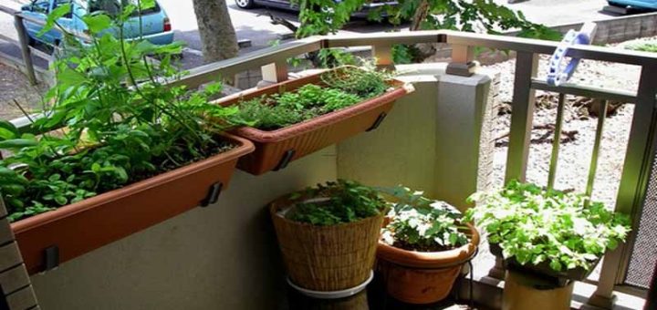 انتخاب گیاه آپارتمانی مناسب