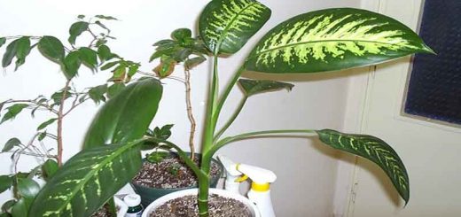 نحوه آب دادن به گیاه خانگی