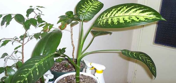 نحوه آب دادن به گیاه خانگی