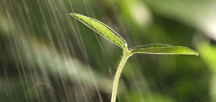 گیاه پژمرده