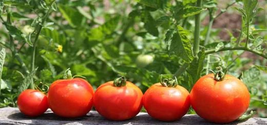 کاشت گوجه فرنگی