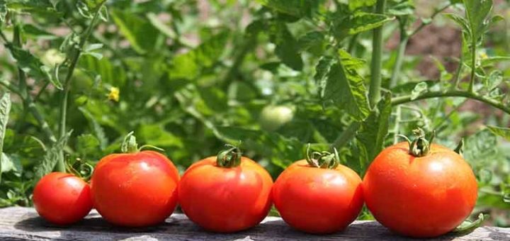 کاشت گوجه فرنگی