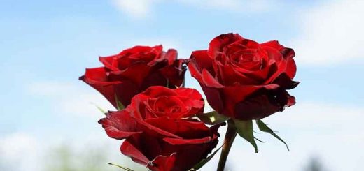 روش قلمه ردن گل رز و گل ناز