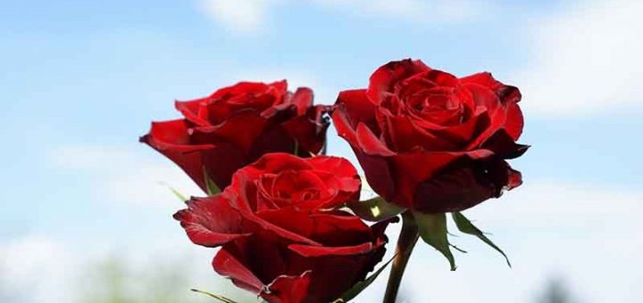 روش قلمه ردن گل رز و گل ناز