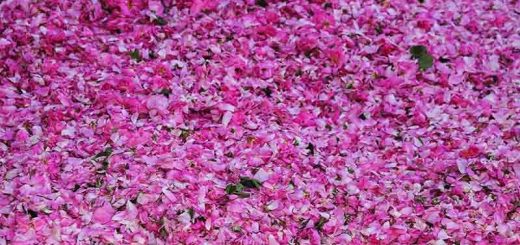 چگونه در منزل گلاب بگیریم؟