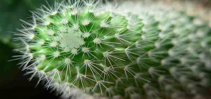 نگهداری از گیاه کاکتوس