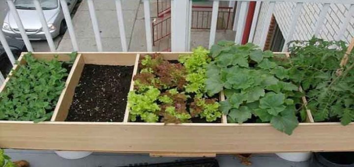 کود دادن به گیاهان خانگی