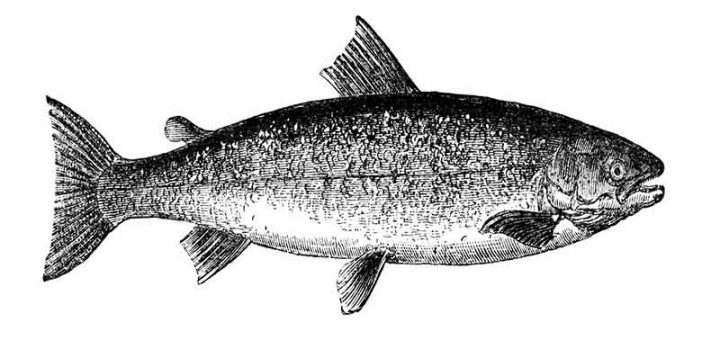 چگونه ماهی را پاک کنیم؟