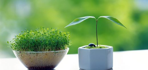 روش سبز کردن عدس