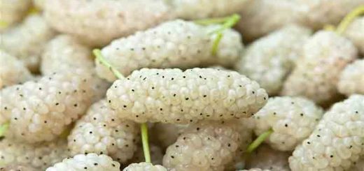 چگونه توت سفید را خشک کنیم؟