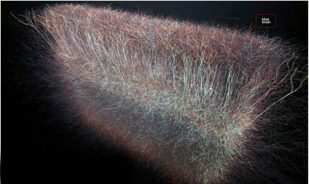 ساختارهای مغز انسان