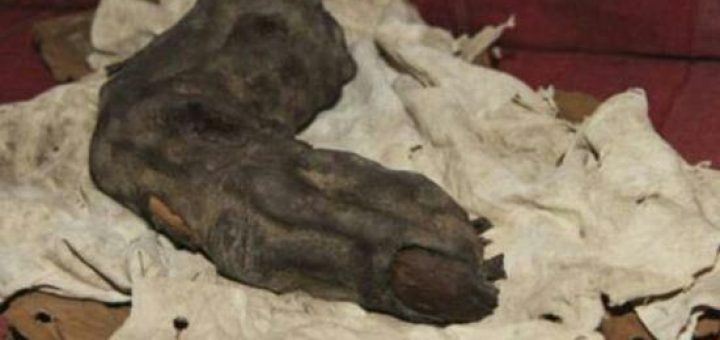انگشت بسیار بزرگ و قدیمی مومیایی شده