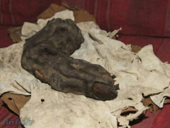 انگشت بسیار بزرگ و قدیمی مومیایی شده