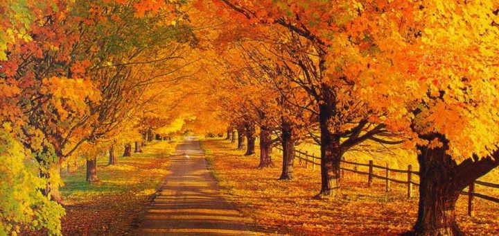 محمد مهدی مرادی