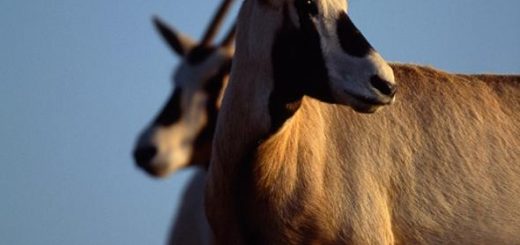 غزال عربی در مرکز حفاظت و احیای باغ وحش ملی ِ ایالات متحده در «فرونت رویال»؛ ویرجینا
