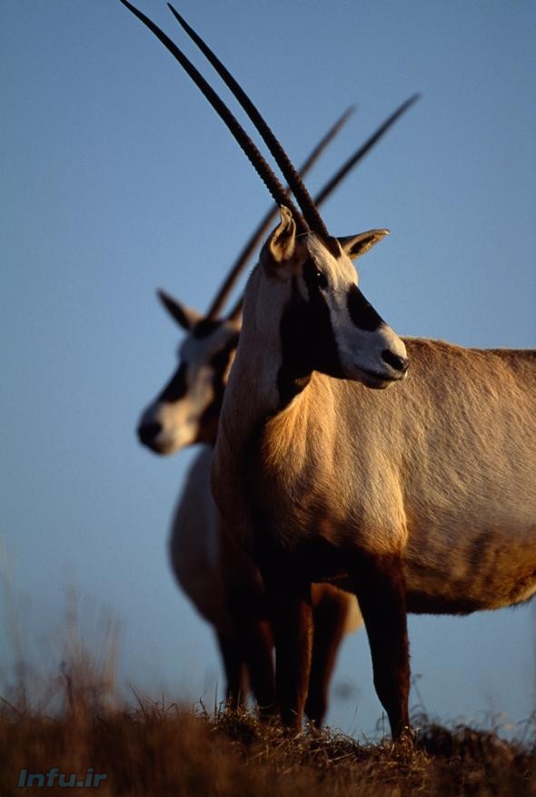 غزال عربی در مرکز حفاظت و احیای باغ وحش ملی ِ ایالات متحده در «فرونت رویال»؛ ویرجینا 