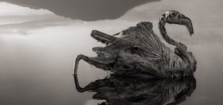 دریاچه ناترون