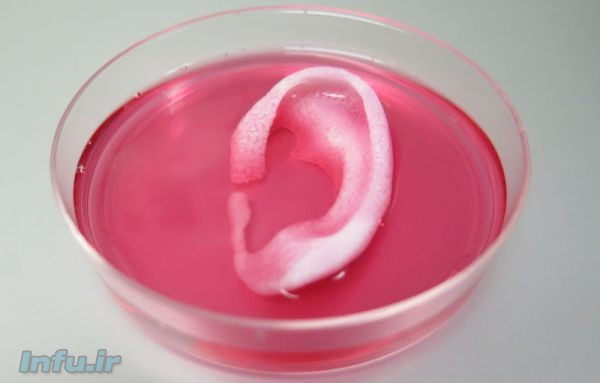 گوش بیرونی انسان در محلول مخصوص بیوژل که مثل خون از آن تغذیه می‌کند؛ ساخته شده در دانشگاه ویک فارست در آمریکا