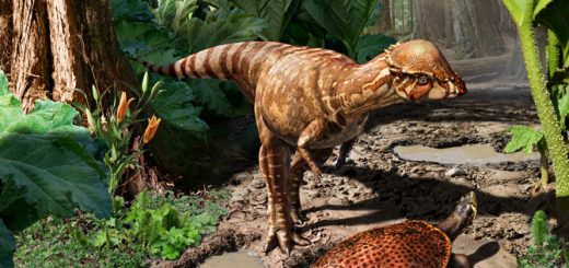 طرحی از یک Acrotholus audeti، مربوط به 85 میلیون سال پیش؛ به اتفاق لاک‌پشتی از نوع Neurankylus lithographicus / طراح: Julius Csotonyi