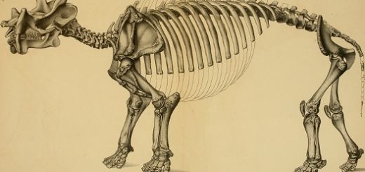 آنتونی د. بارنوسکی: ششمین انقراض بزرگ در راه است