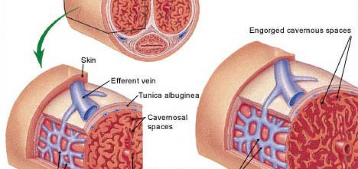 نویسندگان این مطالعه بر این باورند که کافئین ممکن است موجب گشاد شدن عروق موجود در بافت اسفنجی‌شکل آلت تناسلی مرد شود.