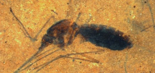 فسیل از پشه‌ای پُرخون