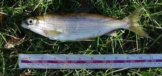 اندازه بسیاری از ماهی‌ها ۲۹ درصد کوچکتر شده است.