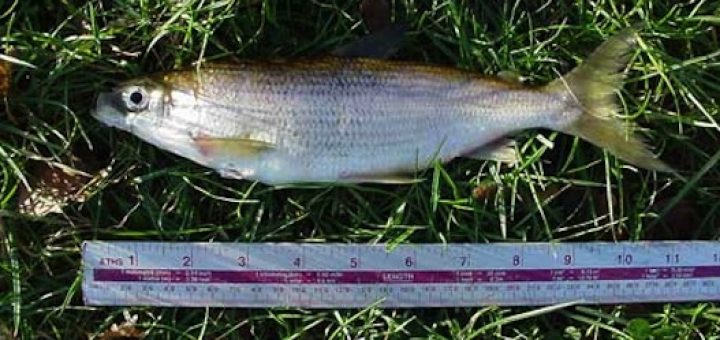 اندازه بسیاری از ماهی‌ها ۲۹ درصد کوچکتر شده است.