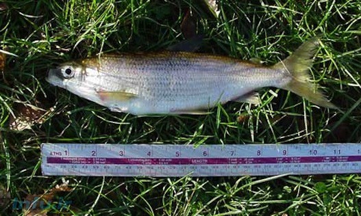 اندازه بسیاری از ماهی‌ها ۲۹ درصد کوچکتر شده است.