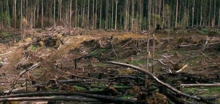 اروپا از چوب درختان محافظت‌شده به عنوان منبع ‌انرژی استفاده می‌کند