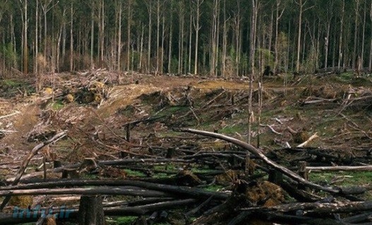 اروپا از چوب درختان محافظت‌شده به عنوان منبع ‌انرژی استفاده می‌کند