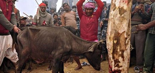 در آخرین مراسم که سال ۲۰۰۹ برگزار شد حدود ۳۰۰ هزار حیوان قتل عام شدند.