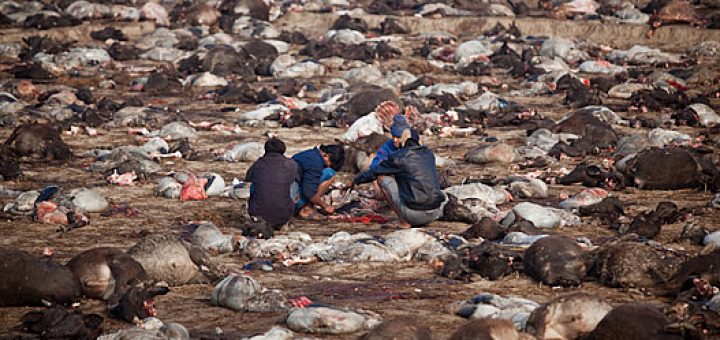 «جشنواره گادهیمای» بزرگ‌ترین کشتارگاه حیوانات در جهان به‌شمار می‌رود