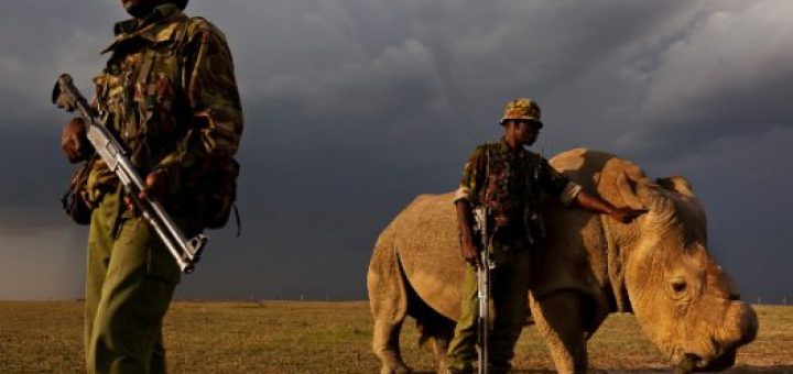 تنها ۳۰ هزار کرگدن امروز زنده هستند، یعنی کمتر از پنج درصد جمعیت آنها در چهل سال قبل