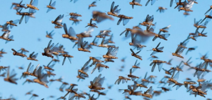 حشرات خوردنی