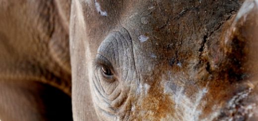 کرگدن آفریقایی