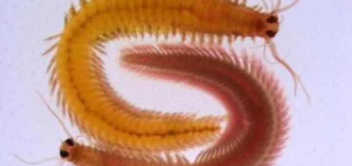  کرم مودار دریایی / منبع: Zhang et al. Current Biology