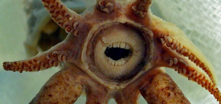 ماهی مرکب دهن‌گشاد