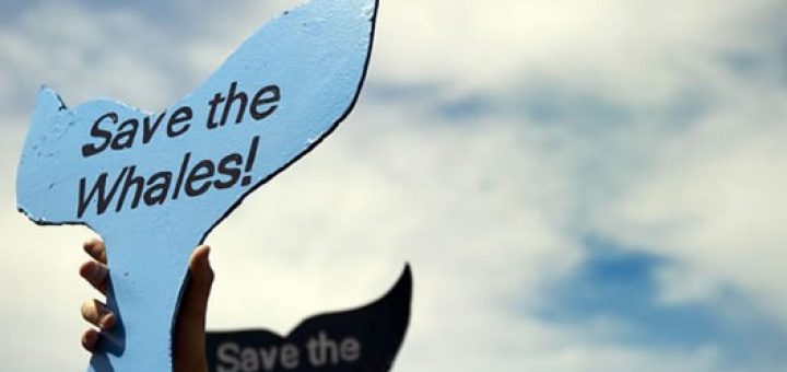 یکی از طرفداران پروپاقرص صید نهنگ در ژاپن نخست وزیر این کشور، شینزو آبه است