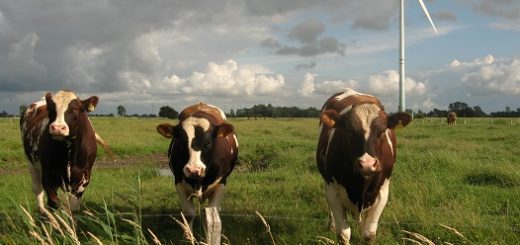 ایالات متحده آمریکا یکی از بزرگترین آلوده‌کنندگان جهان با گازهای گلخانه‌ای است