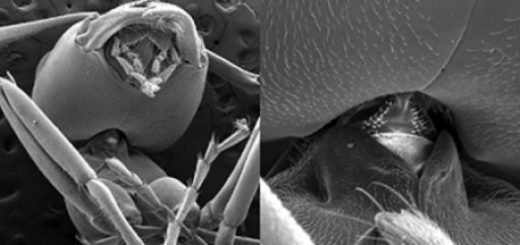 اسکن میکرو-سی‌تی از مفصل گردن یک مورچه خاکی الگنی