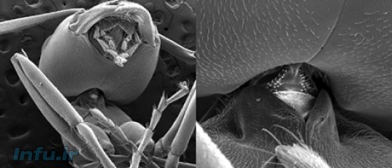 اسکن میکرو-سی‌تی از مفصل گردن یک مورچه خاکی الگنی