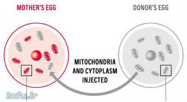 تخمک صوررتی رنگ (سمت چپ) تخمک مادر بیولوژیک است. تخمک خاکستری رنگ (سمت راست) تخمک اهداء کننده میتوکندری از طریق انتقال سیتوپلاسمی است. بخش اصلی ماده وراثتی مادر بیولوژیک از طریق هسته سلولی تخمک به فرزند انتقال می‌یابد اما سیتوپلاسم سلولی یک زن دوم به عنوان اهدا کننده میتوکندری سالم استفاده می‌شود.