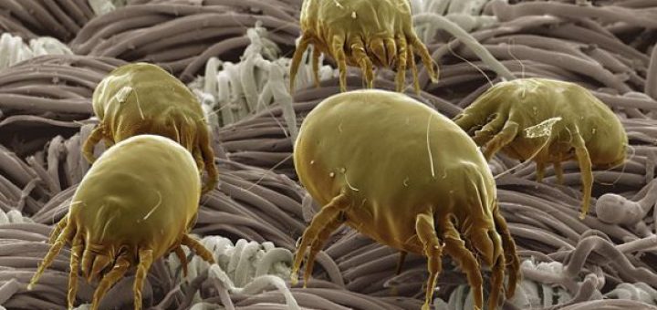 «مایت غبار خانگی» که از عوامل عمده ایجاد آسم در کودکان است.