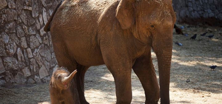 فیل آسیایی با تخریب زیستگاه طبیعی و شکار غیرقانونی تهدید می‌شود.