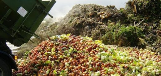 در حالی که میلیون‌ها نفر با گرسنگی و سوء تغذیه مواجه هستند، بخش زیادی از غذا در جهان به هدر می‌رود