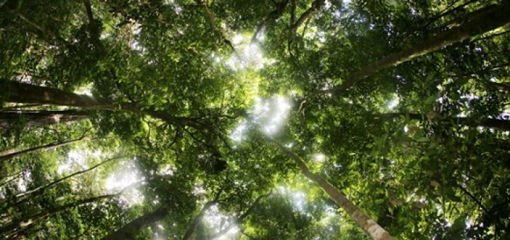 دی‌اکسید کربن تولید شده به واسطه نابودی جنگل‌های استوایی معادل یک ششم از کل دی‌اکسید کربن تولید شده در جهان است