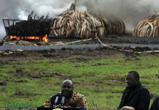 اوهورو کنیاتا رئیس جمهوری کنیا گفت ما دیگر آن آفریقایی نیستیم که بی‌خیال فیل‌ها شویم