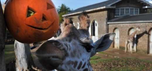 بیش از ۶۰۰ گونه حیوانی در باغ وحش لندن زندگی می کنند