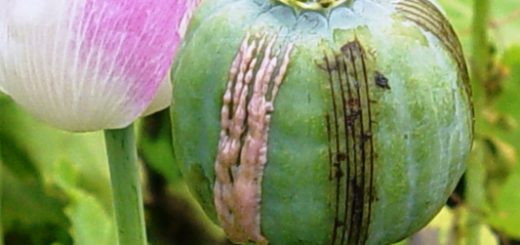 اعتیاد به مواد مخدر